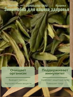 Зимолюбка зонтичная