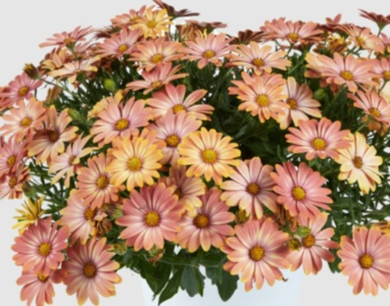 Остеоспермум ампельный Osticade Daybreak ОКС укорененный черенок