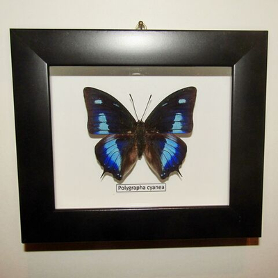 Бабочка Polygrapha cyanea рамке