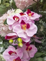 Композиция в ящике "Гортензия"