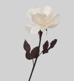 TR 404 Китайская роза