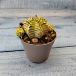 Euphorbia meloformis f. Variegated (Эуфорбия вариегатная)