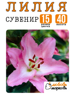 Лилия Луковица, Сувенир, восточный гибрид, 1 шт