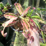 Кротон SOI THONG KAM