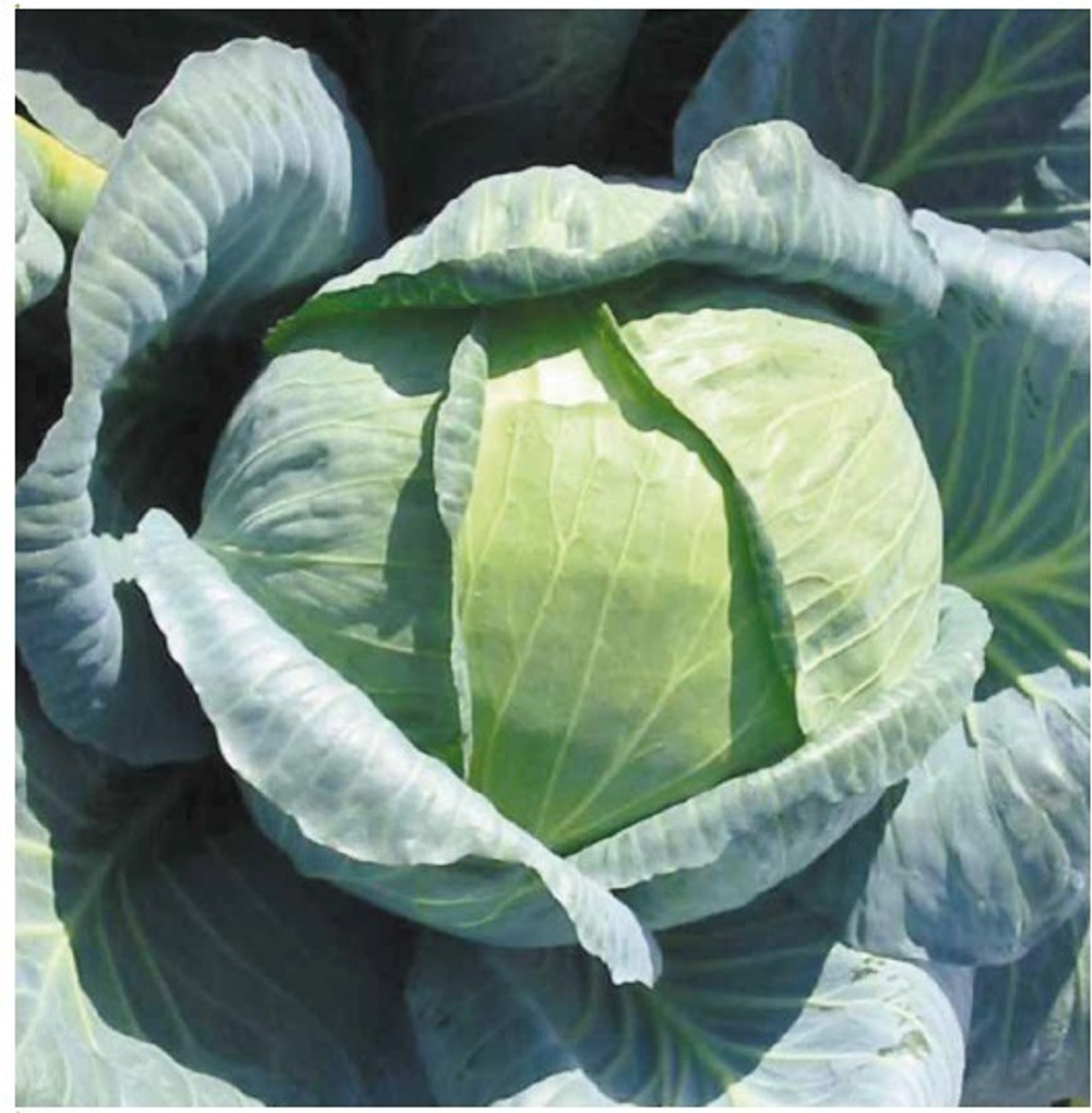 Ларсия F1 семена капусты белокочанной (Seminis / Семинис)