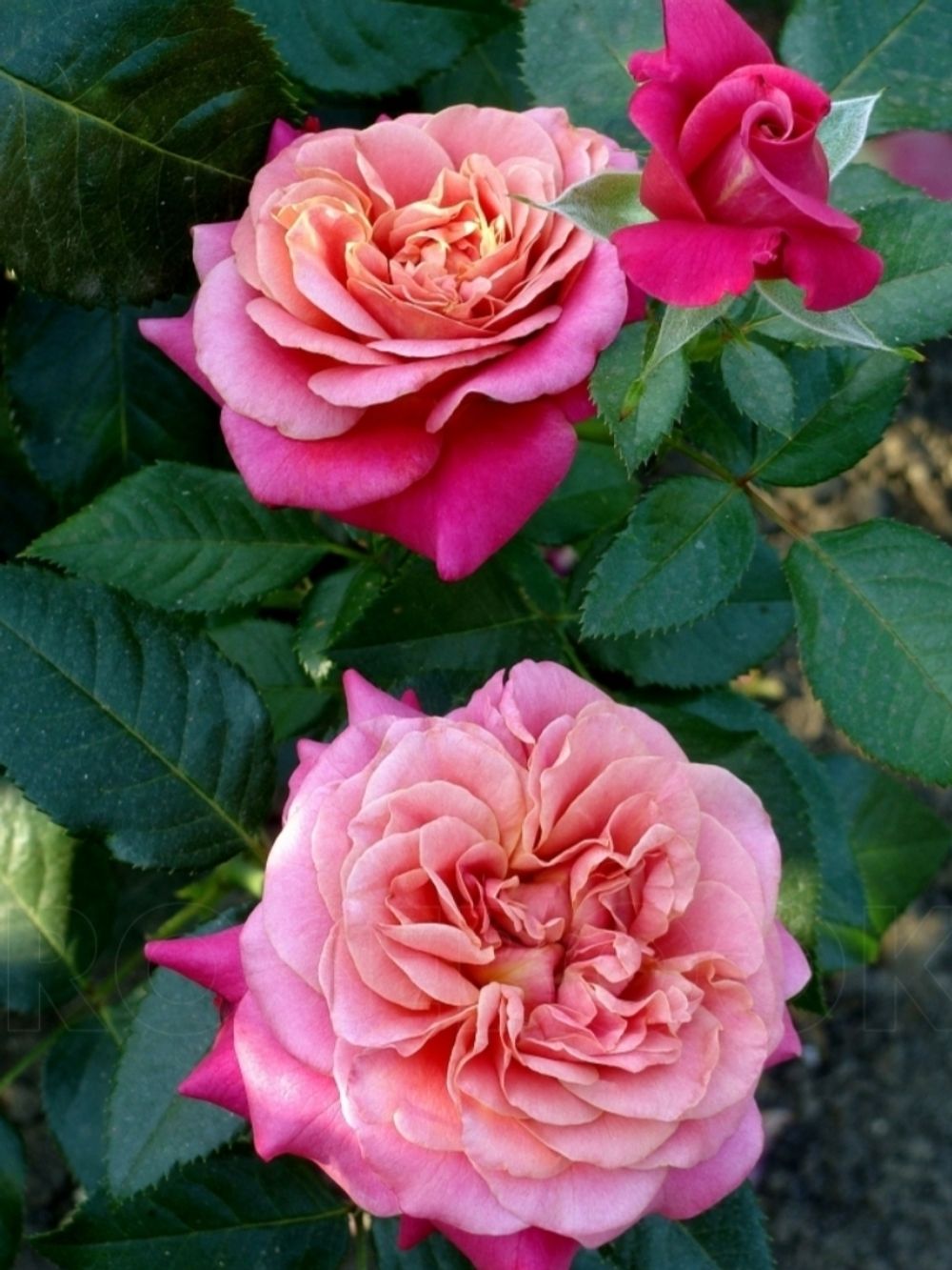 Сурир Де Довиль (Sourire De Deauville)