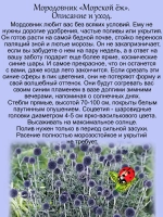 Мордовник Морской ёж