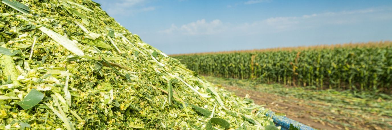 КОНСЕРВАНТЫ