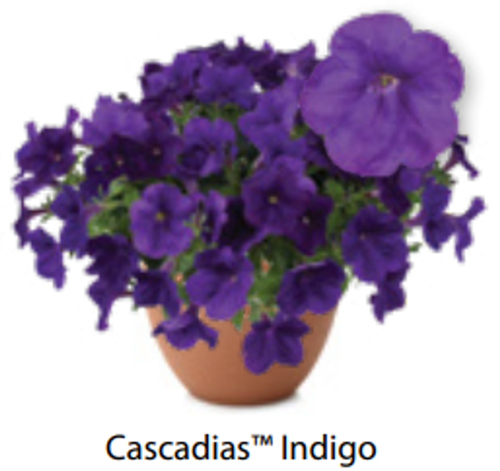 ЕВРО Петуния Cascadias Indigo ОКС укорененные черенки 15-20 февраля