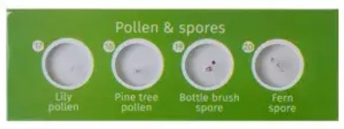 Набор микропрепаратов Levenhuk LabZZ P12, растения