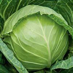 МИРРОР F1 семена капусты белокочанной (Syngenta | Alexagro)