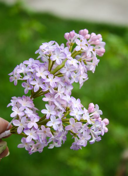 Как пользоваться молдами сирени. Мини МК Анны Крахиной.
