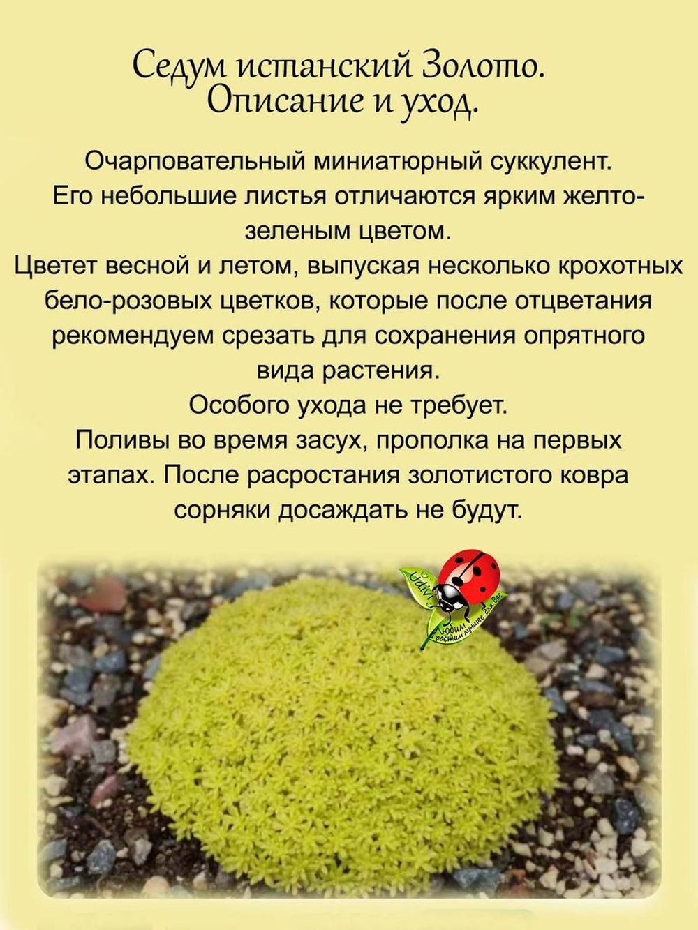 Седум испанский Золото голд почвопокровный
