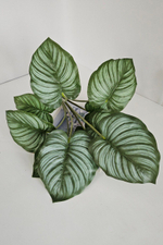 Калатея премиум / Арт 6088