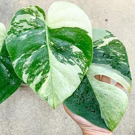 Монстера MINT VAR 3 leaves