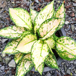 Аглаонема COMPACT PINK PANG / ANYAMANEE PAENG