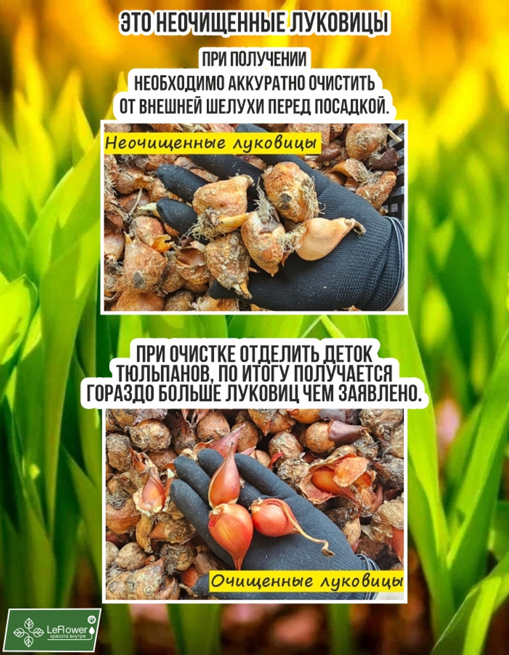 Тюльпан Луковица, Микс сортов 5 шт, неочищенные