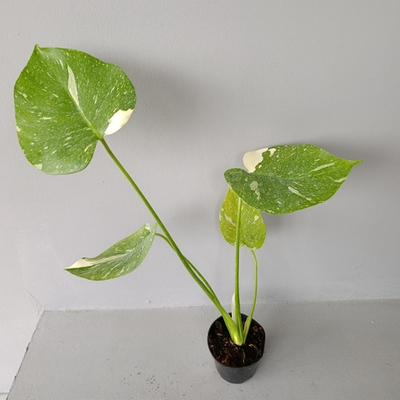 Монстера тайское созвездие