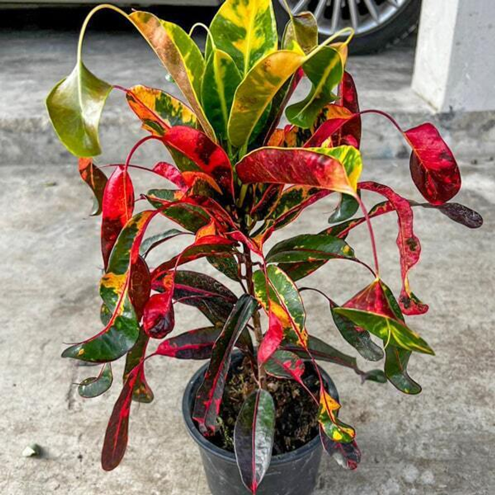 Кротон RED DIAMOND – YAD MANEE