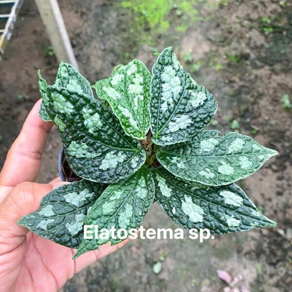 Элатостема E.VAR 02