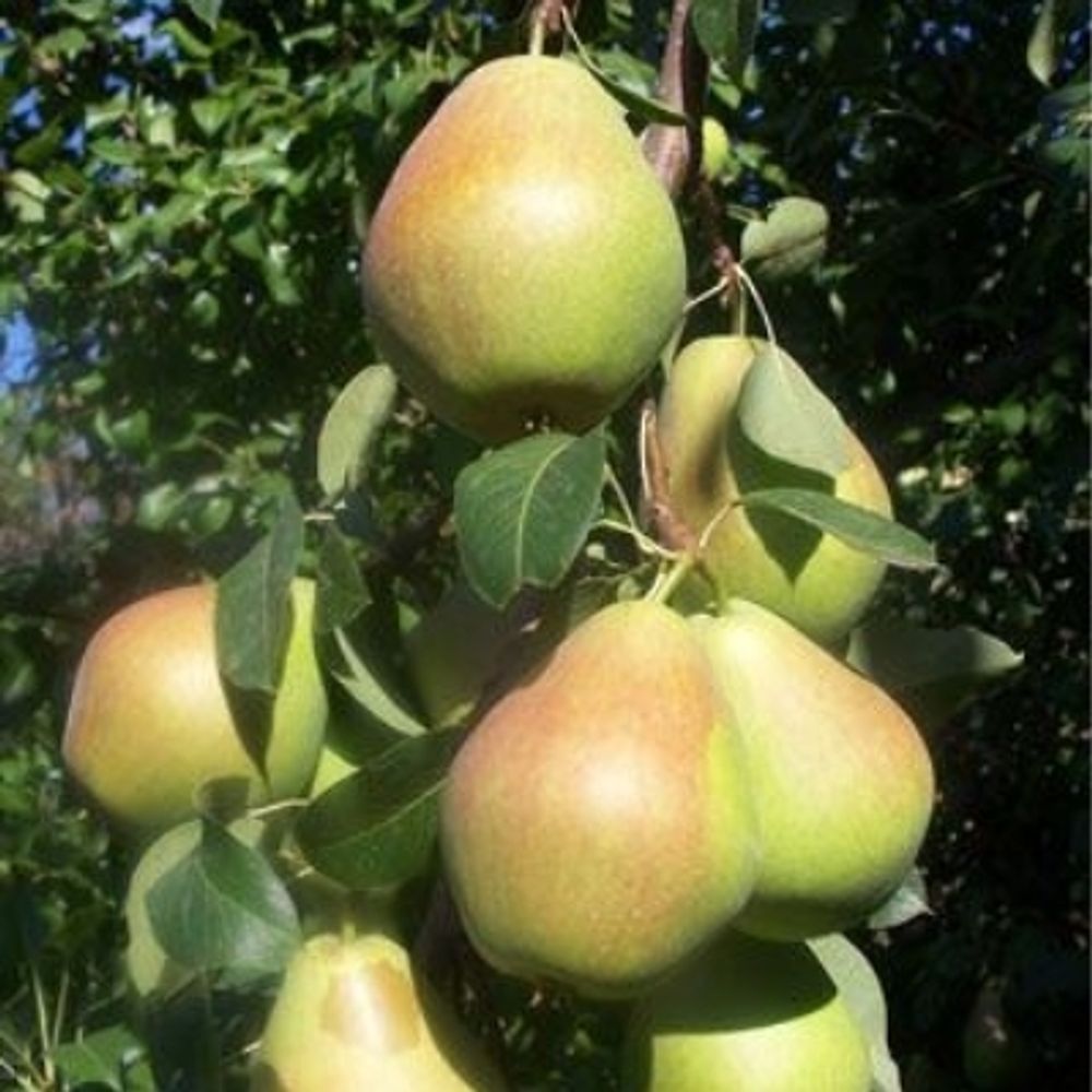 Груша Маршал Жуков С5 Закупка М69 июнь 2026