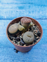 Lithops sp. (Литопсы)