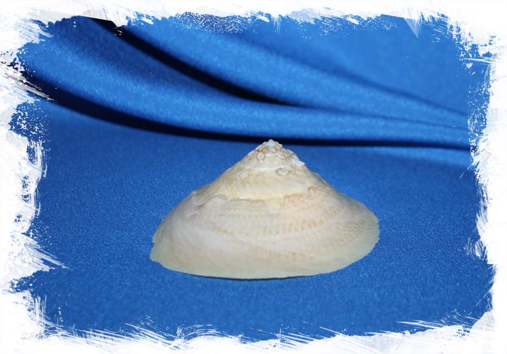 Раковина Xenophora indica, Индийская ксенофора