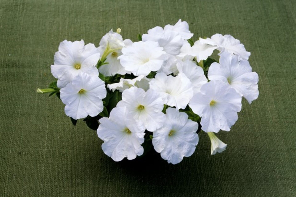 Петуния ампельная Трилоджи Вайт F1 (50др) Витагрин Профи