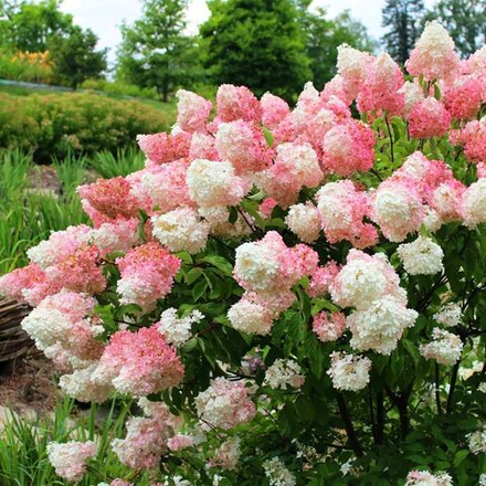 Гортензия метельчатая Vanille Fraise