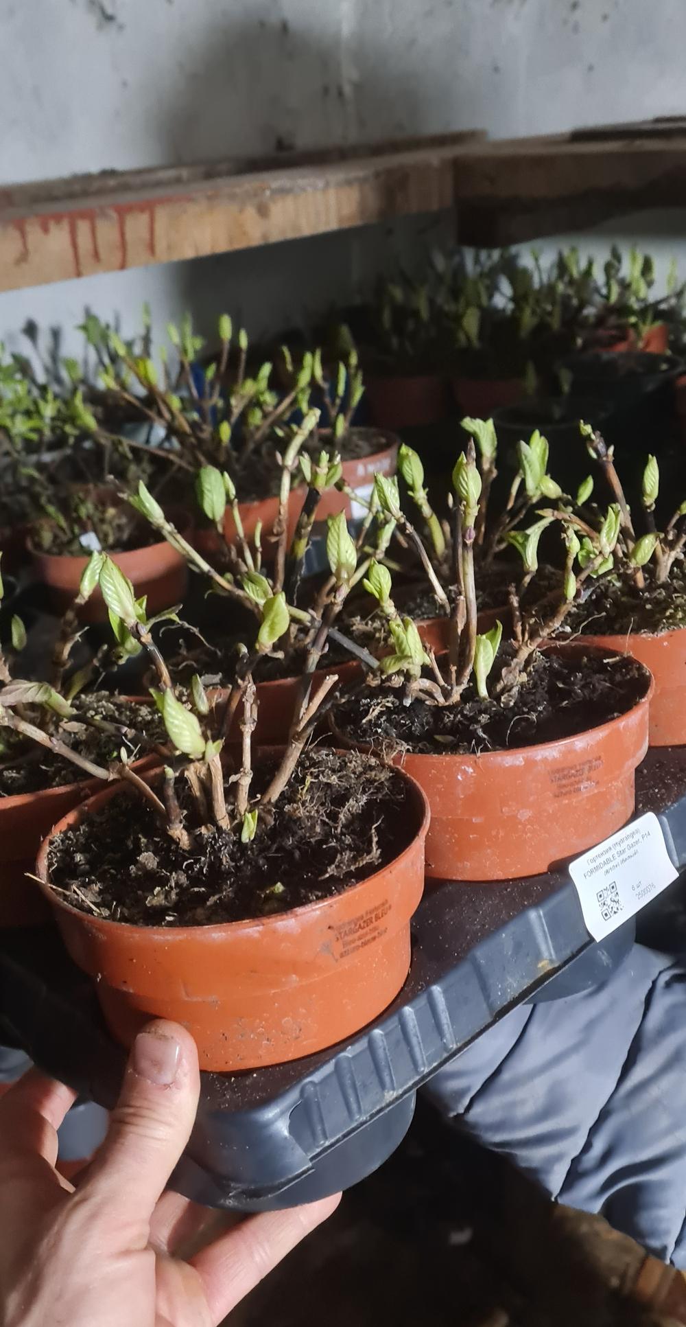 FORMIDABLE Star Gazer (Формидабл Стар Гейзер) (белый)