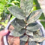 Замиокулькас BLACK VAR 5 leaves