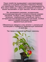 Актинидия Аргута (ж) Чан Бай Гиант Великанша