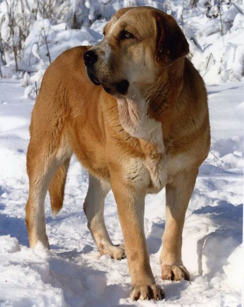 Иcпанский мастиф Иcпанский мастиф