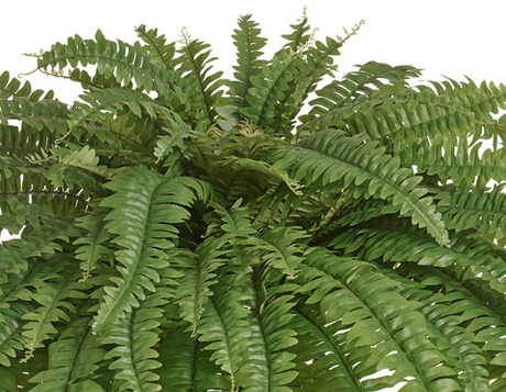 Папоротник Бостон большой свисающий