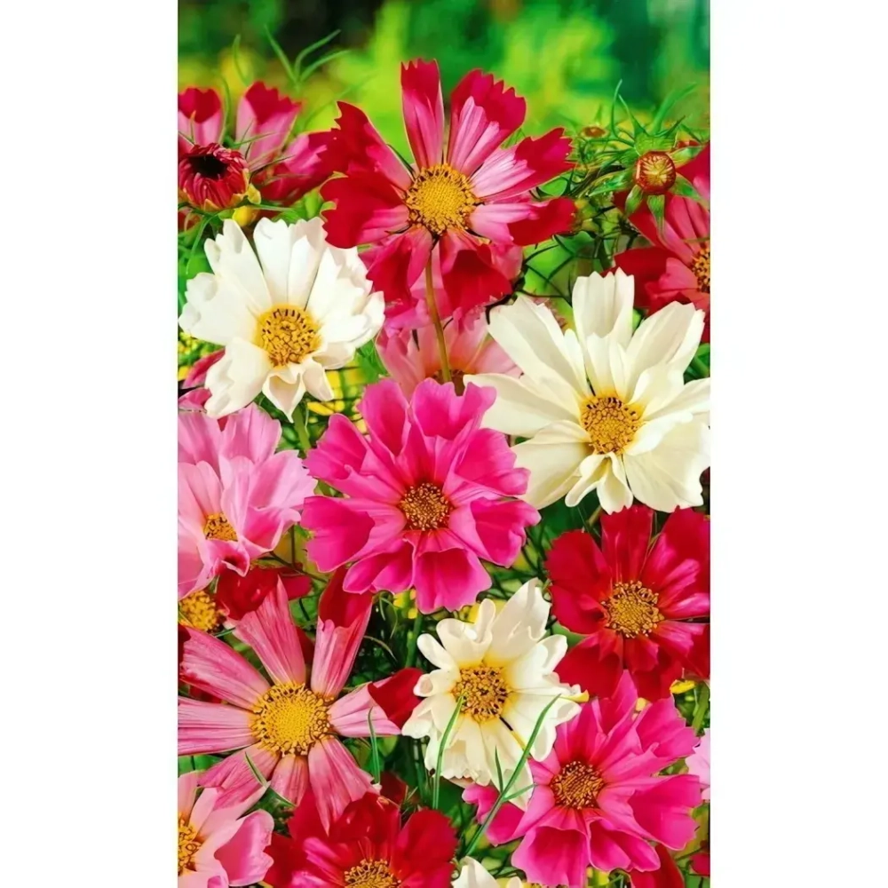 Семена Космея Морская Раковина (УД) Е/П