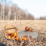 Счетный материал 12 желудей в льняном мешочке, Леснушки