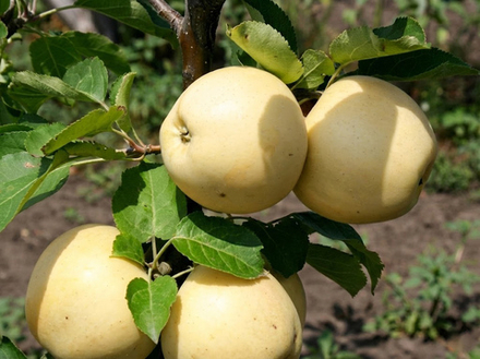 Саженец яблони «Белый Налив» (Самая ранняя, Вкус детства)