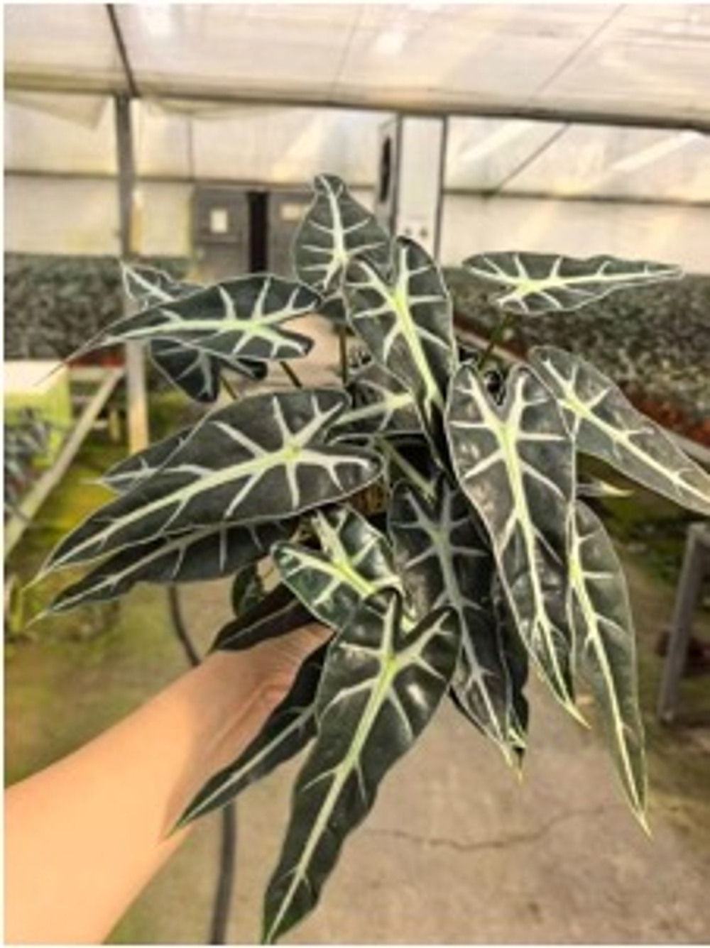 Алоказия Little Fairy д.12