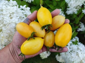 Кремовая сосиска (Cream Sausage) сорт томата