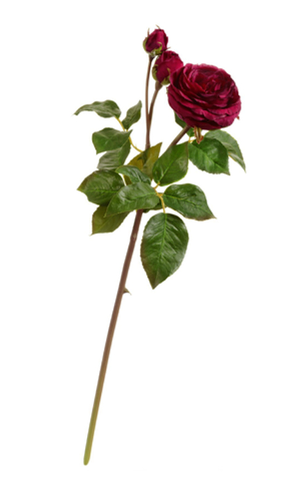 Роза Дэвид Остин Мидл ветвь винная, в-50 см