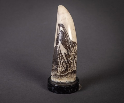 "Косатка", зуб кашалота