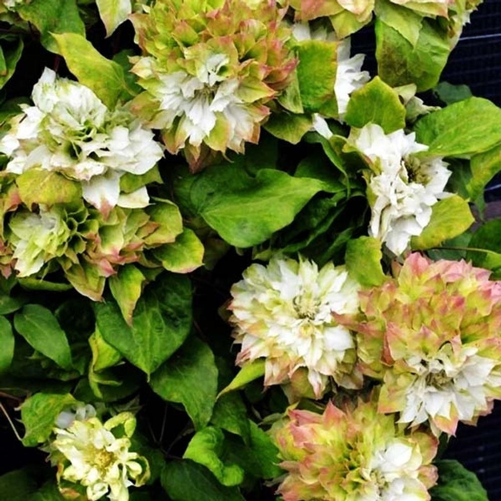 Клематис Sen-no-Kaze(Сен-Но-Казе)  Стандарт поставки Р9