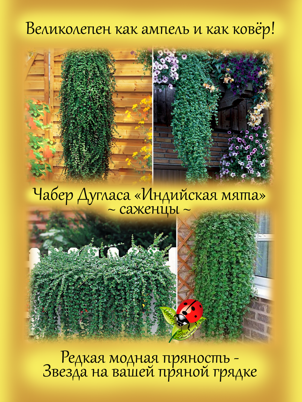 Чабер Дугласа Индийская мята пряность