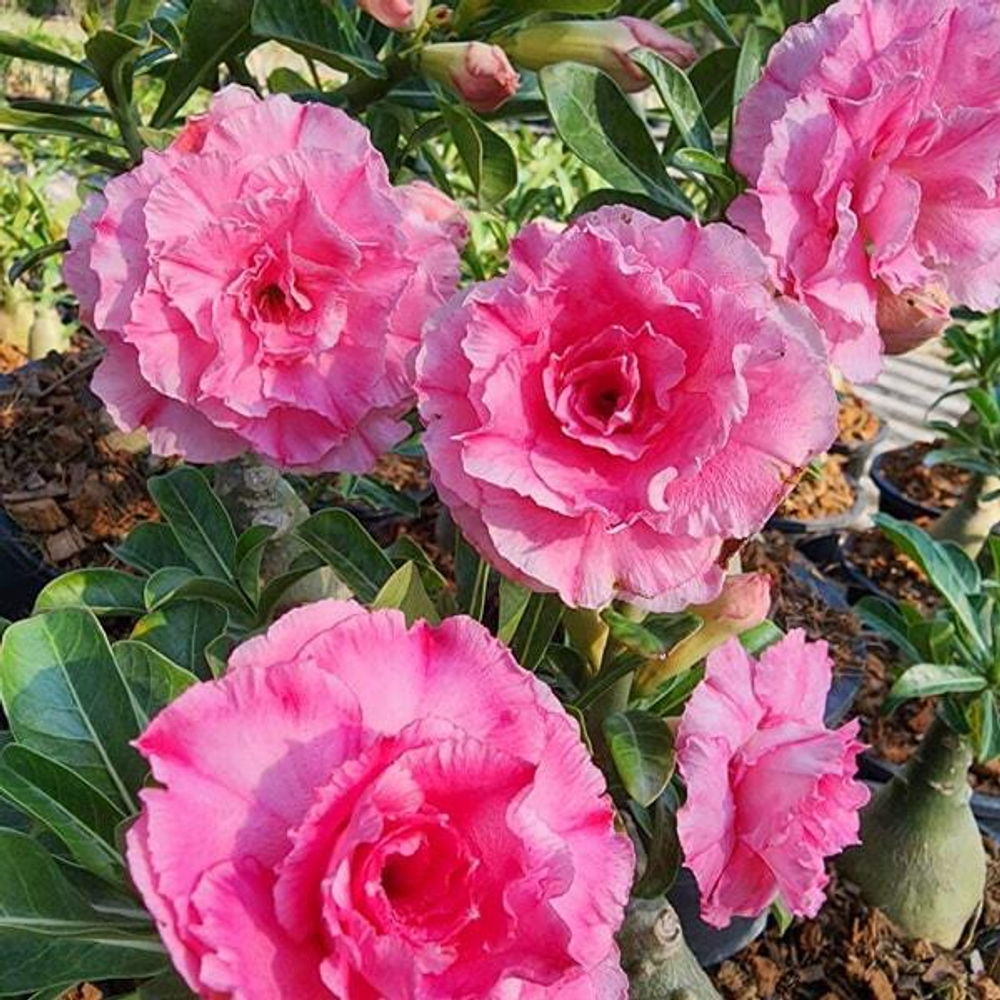 Адениум PINK RUNG RUDEE