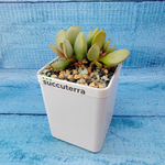 Adromischus Pink Blush (Адромискус)