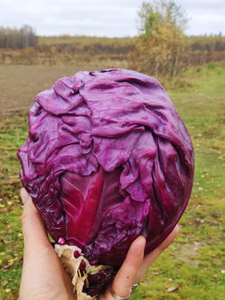 Капуста краснокочанная