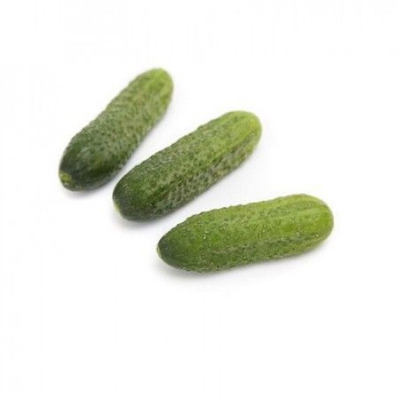 САУНД F1 семена огурца Rijk Zwaan оисание