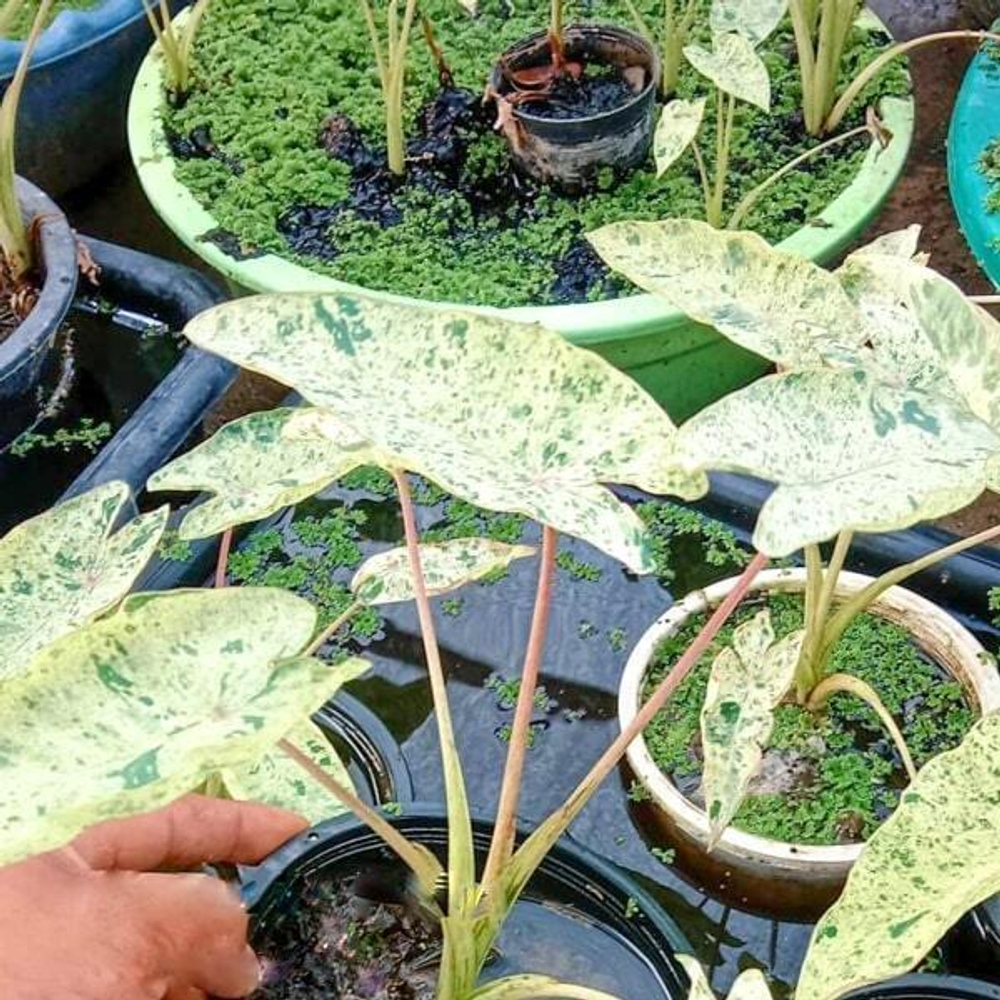 Колоказия PINK KINNAREE