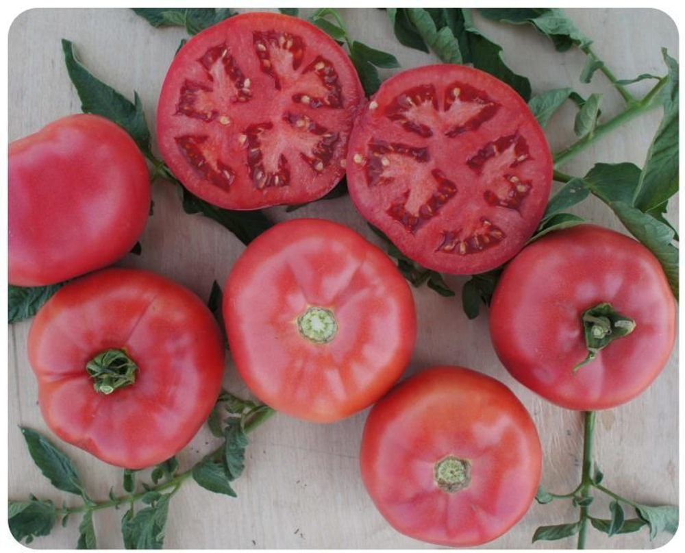 Пинк Буш F1 семена томата детерминантного (Sakata / Саката)