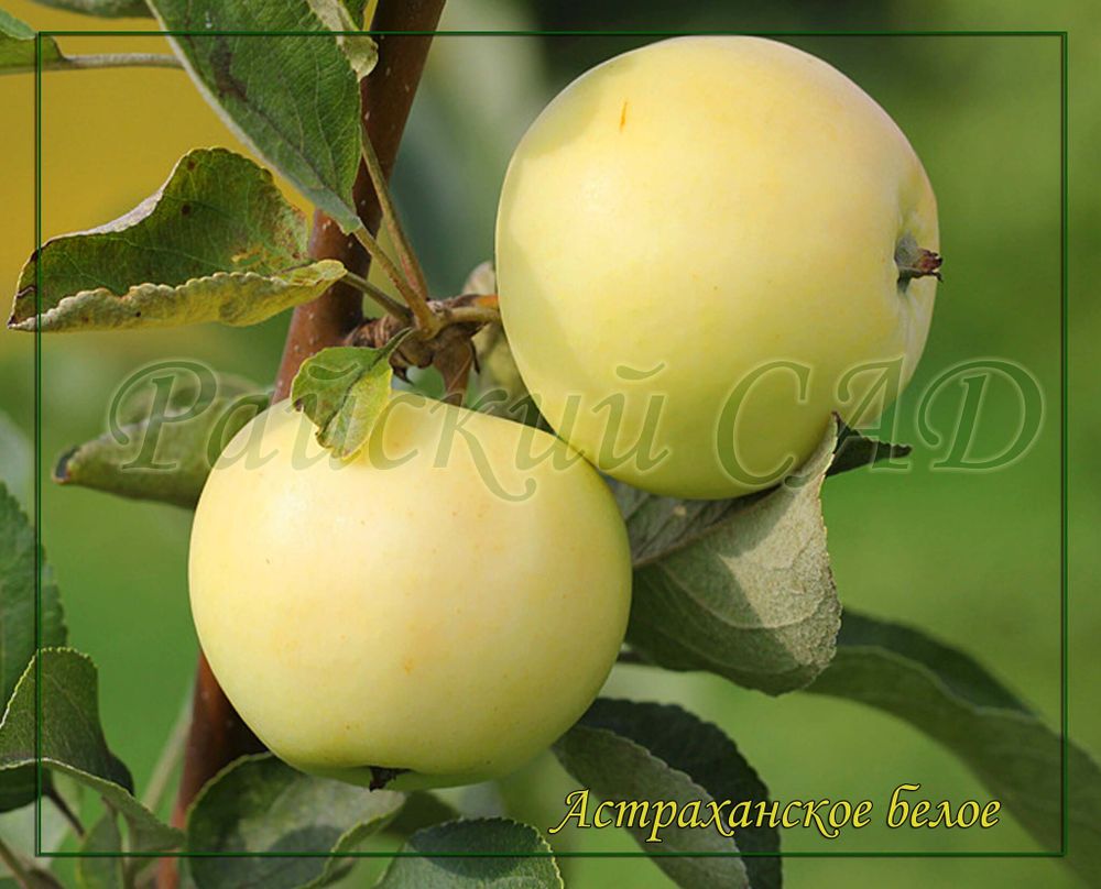 Яблоня Астраханское белое